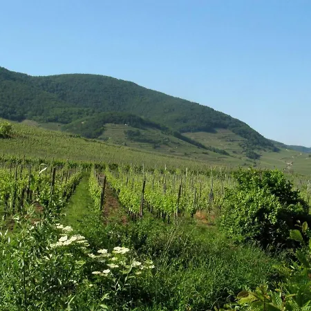 12sud Face Vosges Comfortable Vineyard Free Wifi